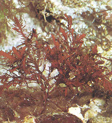 glidium